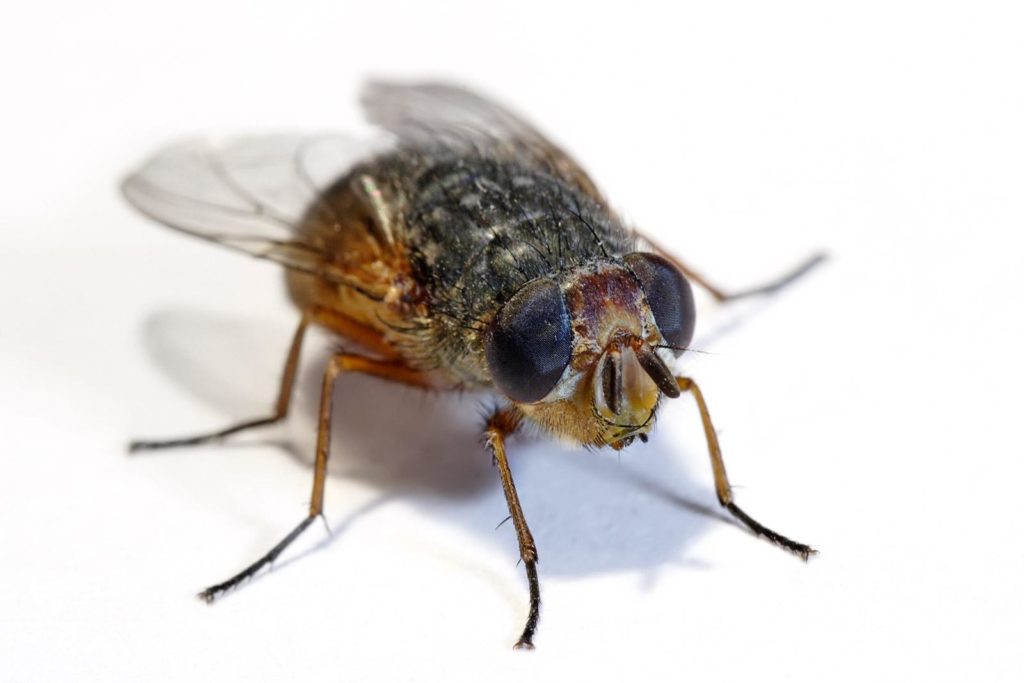 شركة مكافحة حشرات بالمدينة المنورة